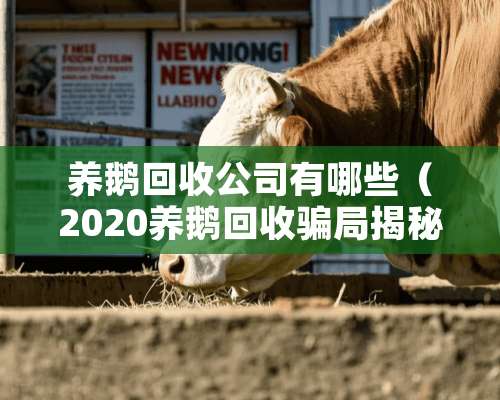 养鹅回收公司有哪些（2020养鹅回收骗局揭秘）