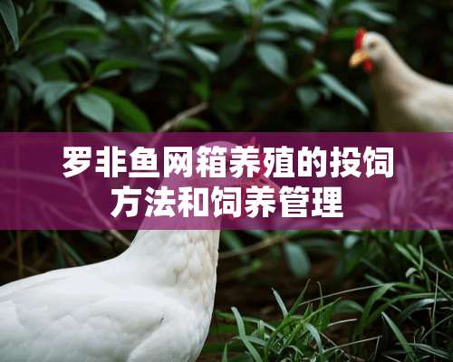 罗非鱼网箱养殖的投饲方法和饲养管理