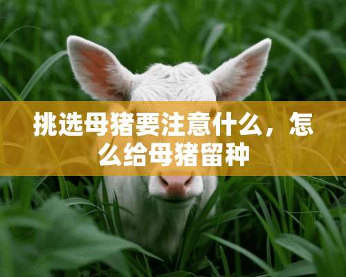 挑选母猪要注意什么，怎么给母猪留种