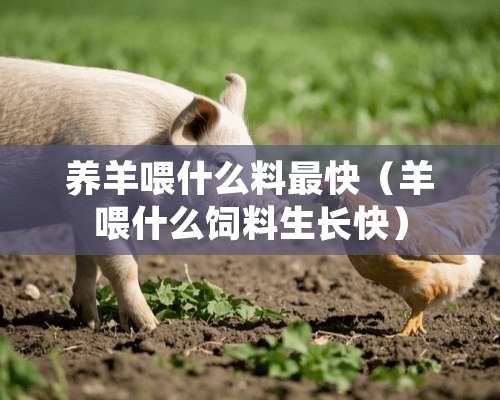 养羊喂什么料最快（羊喂什么饲料生长快）