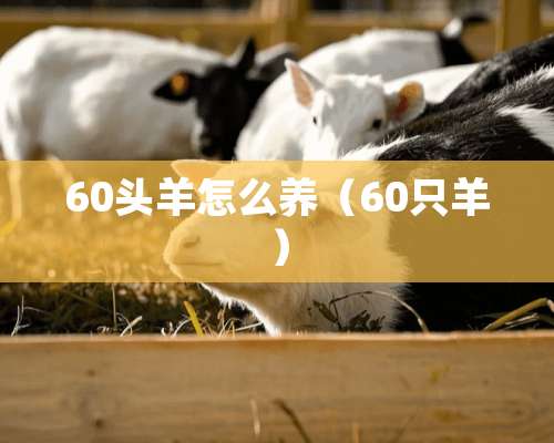 60头羊怎么养（60只羊）