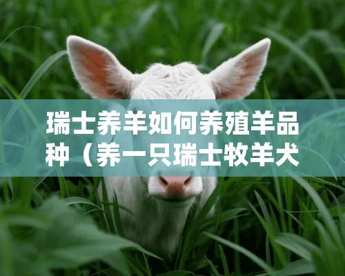 瑞士养羊如何养殖羊品种（养一只瑞士牧羊犬是什么体验）