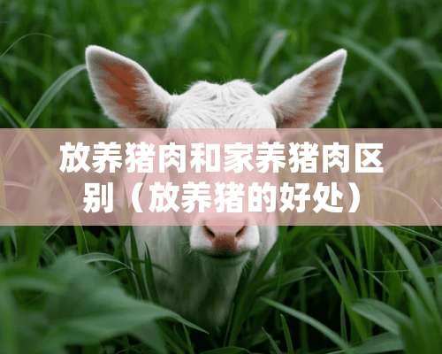 放养猪肉和家养猪肉区别（放养猪的好处）