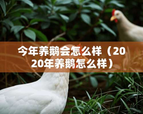 今年养鹅会怎么样（2020年养鹅怎么样）