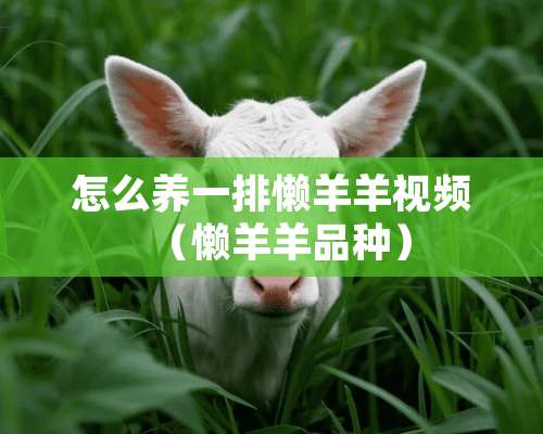 怎么养一排懒羊羊视频（懒羊羊品种）