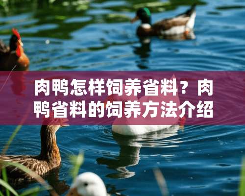 肉鸭怎样饲养省料？肉鸭省料的饲养方法介绍（图）