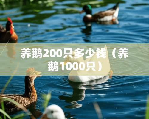 养鹅200只多少钱（养鹅1000只）