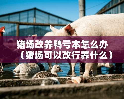 猪场改养鸭亏本怎么办（猪场可以改行养什么）