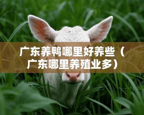 广东养鸭哪里好养些（广东哪里养殖业多）