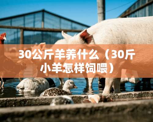 30公斤羊养什么（30斤小羊怎样饲喂）