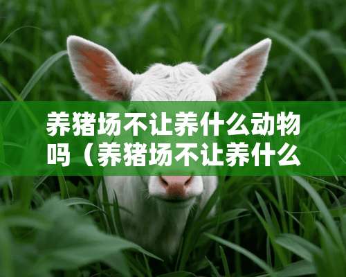 养猪场不让养什么动物吗（养猪场不让养什么动物吗知乎）