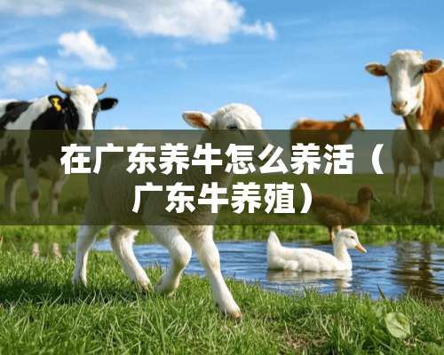 在广东养牛怎么养活（广东牛养殖）