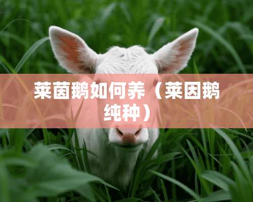 莱茵鹅如何养（莱因鹅纯种）