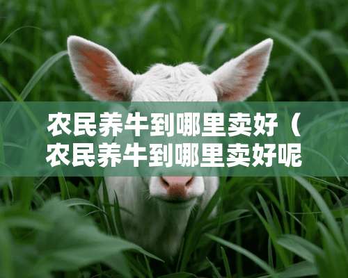 农民养牛到哪里卖好（农民养牛到哪里卖好呢）