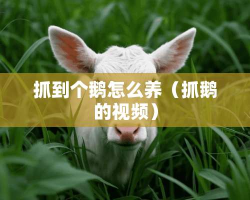 抓到个鹅怎么养（抓鹅的视频）