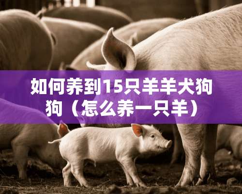 如何养到15只羊羊犬狗狗（怎么养一只羊）