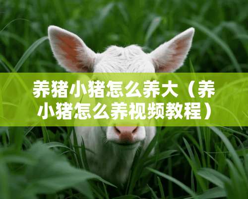 养猪小猪怎么养大（养小猪怎么养视频教程）