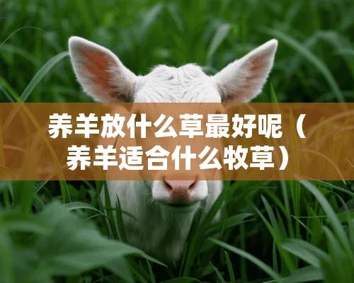 养羊放什么草最好呢（养羊适合什么牧草）