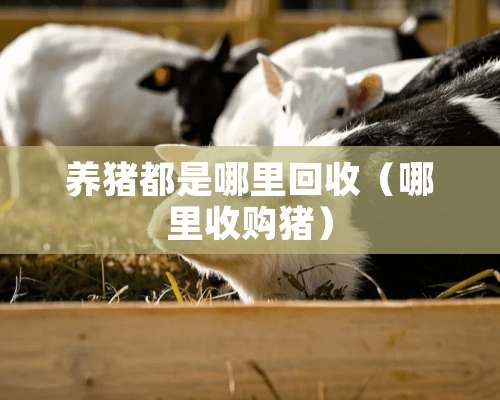 养猪都是哪里回收（哪里收购猪）