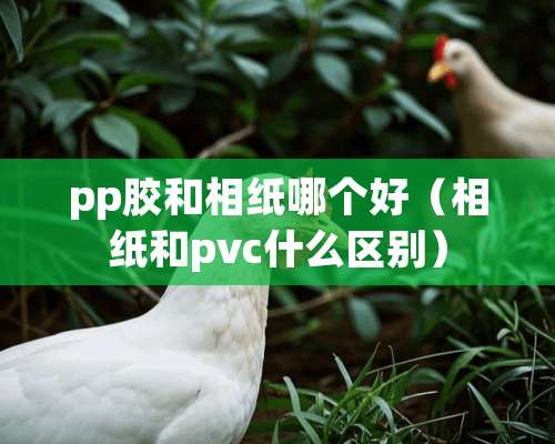 pp胶和相纸哪个好（相纸和pvc什么区别）