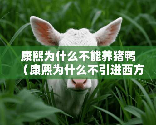 康熙为什么不能养猪鸭（康熙为什么不引进西方）