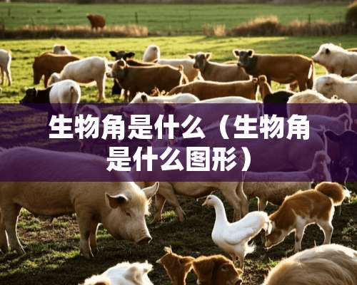 生物角是什么（生物角是什么图形）