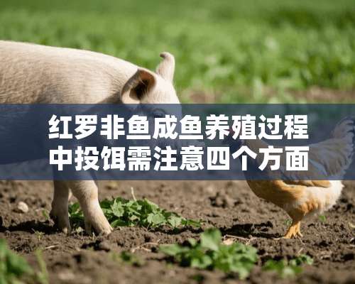 红罗非鱼成鱼养殖过程中投饵需注意四个方面