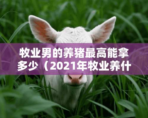 牧业男的养猪最高能拿多少（2021年牧业养什么赚钱呀）