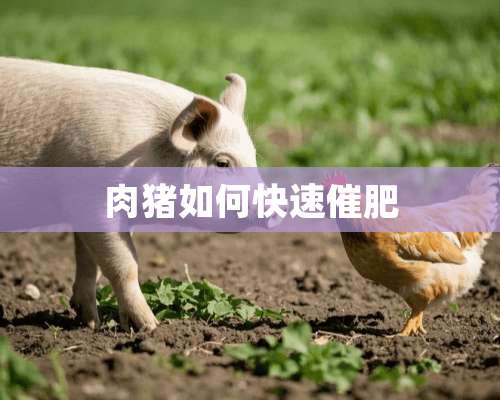 肉猪如何快速催肥