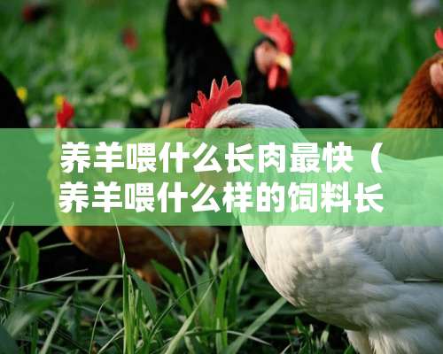 养羊喂什么长肉最快（养羊喂什么样的饲料长得快）