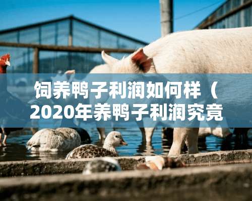 饲养鸭子利润如何样（2020年养鸭子利润究竟怎么样?）