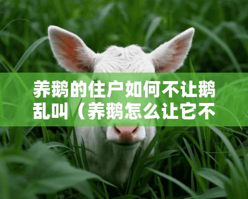 养鹅的住户如何不让鹅乱叫（养鹅怎么让它不叫）