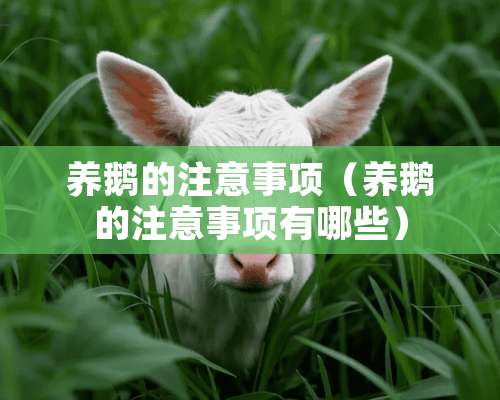 养鹅的注意事项（养鹅的注意事项有哪些）