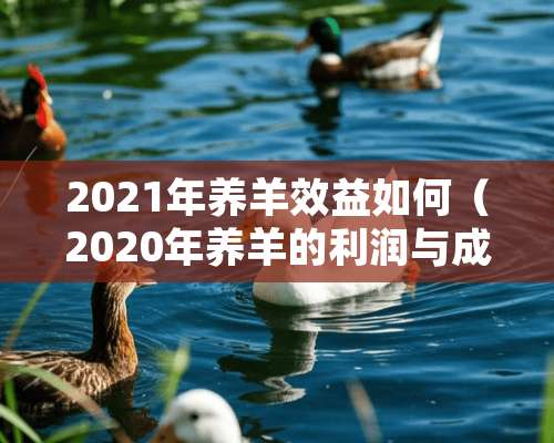 2021年养羊效益如何（2020年养羊的利润与成本）