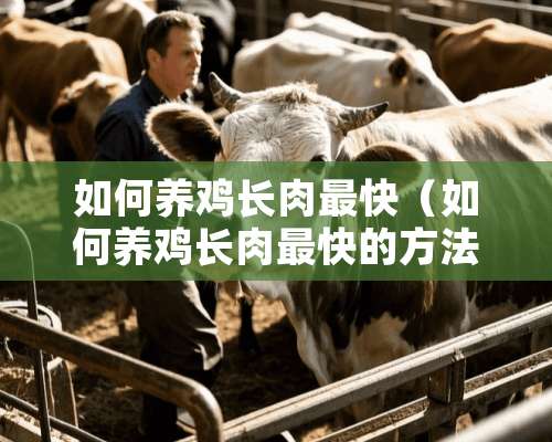 如何养鸡长肉最快（如何养鸡长肉最快的方法）