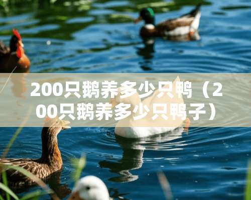 200只鹅养多少只鸭（200只鹅养多少只鸭子）