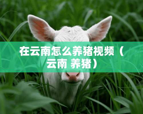 在云南怎么养猪视频（云南 养猪）