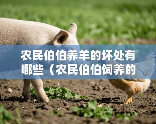 农民伯伯养羊的坏处有哪些（农民伯伯饲养的小动物有哪些）