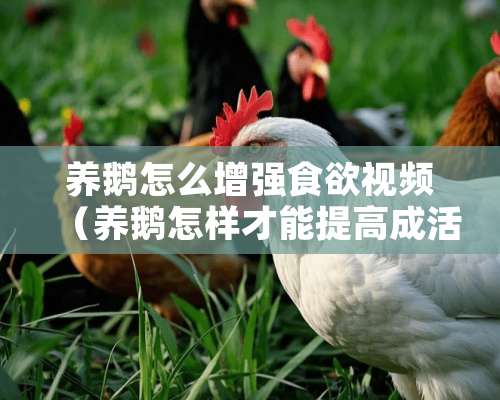 养鹅怎么增强食欲视频（养鹅怎样才能提高成活率）