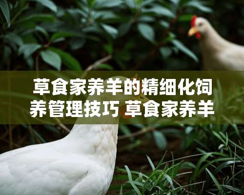 草食家养羊的精细化饲养管理技巧 草食家养羊怎么养