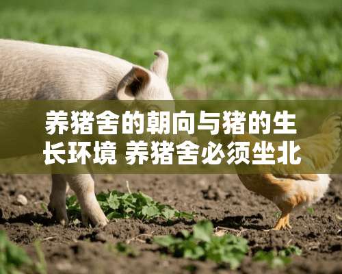 养猪舍的朝向与猪的生长环境 养猪舍必须坐北朝南吗为什么