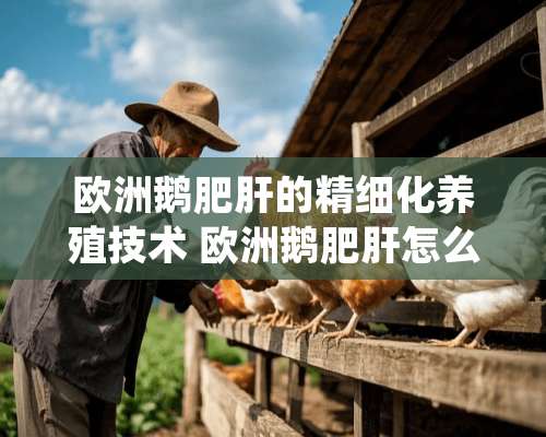 欧洲鹅肥肝的精细化养殖技术 欧洲鹅肥肝怎么养