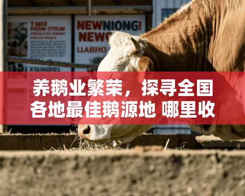 养鹅业繁荣，探寻全国各地最佳鹅源地 哪里收购养鹅最好呢