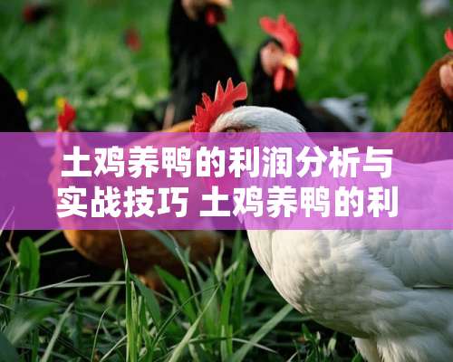 土鸡养鸭的利润分析与实战技巧 土鸡养鸭的利润是多少