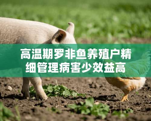 高温期罗非鱼养殖户精细管理病害少效益高