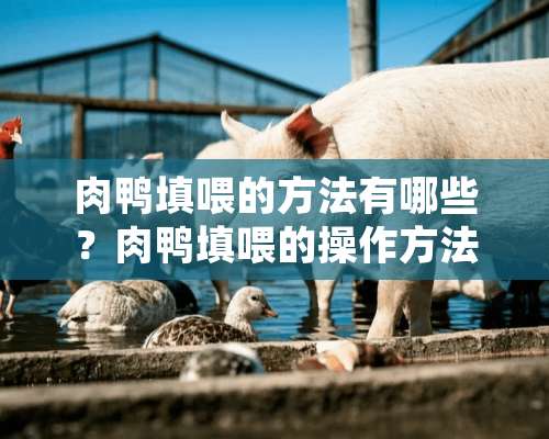 肉鸭填喂的方法有哪些？肉鸭填喂的操作方法介绍