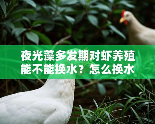 夜光藻多发期对虾养殖能不能换水？怎么换水？