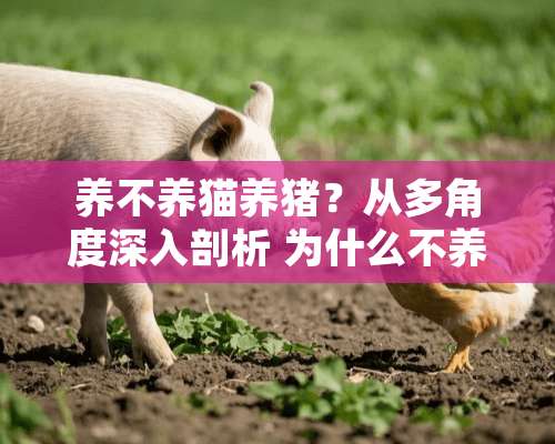 养不养猫养猪？从多角度深入剖析 为什么不养猫养猪呢