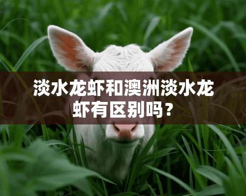 淡水龙虾和澳洲淡水龙虾有区别吗？