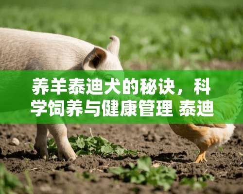 养羊泰迪犬的秘诀，科学饲养与健康管理 泰迪狗羊羊造型图片